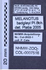 Etiketten zu Melanotus badgleyi (NHMW-ZOO-COL-0007516)